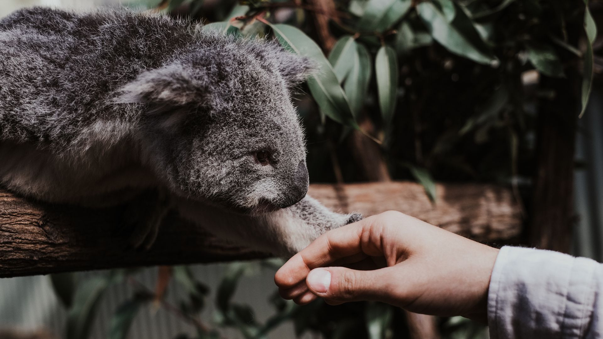 A charming image of a koala reaching out to a human hand in Oxenford, QLD, Australia.