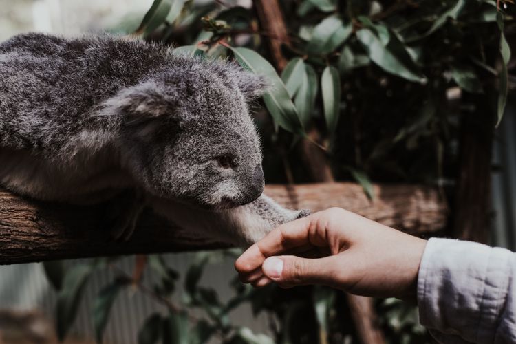 Koala interaction