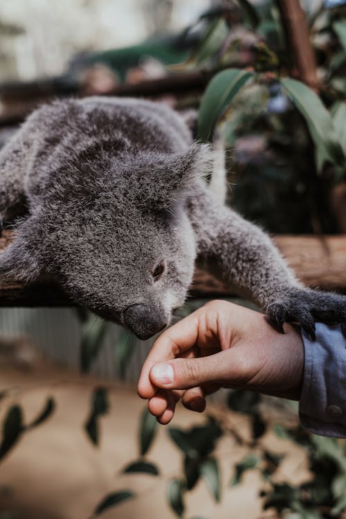 Ondiepe Focus Van Schattige Koalabeer