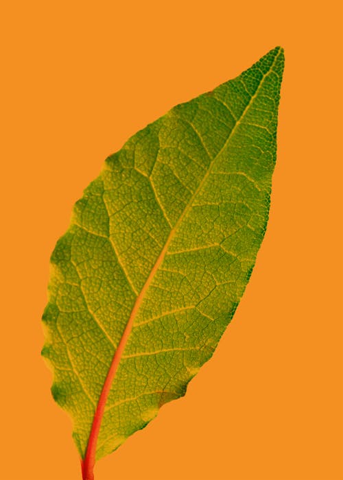 Kostnadsfri bild av blad, grön, gul bakgrund