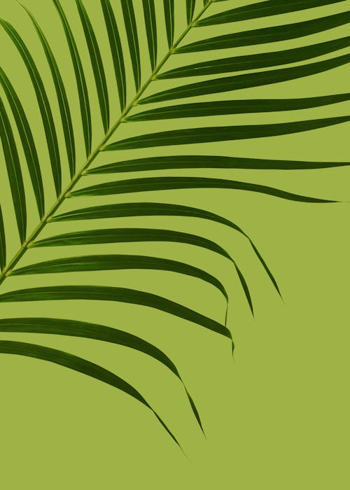 Зеленые листья экзотического растения
