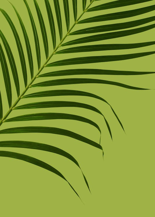 Green leaves of exotic plant