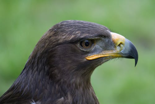 Foto profissional grátis de animal, ave, cabeça