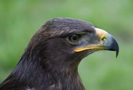 Close up of Falcon Head