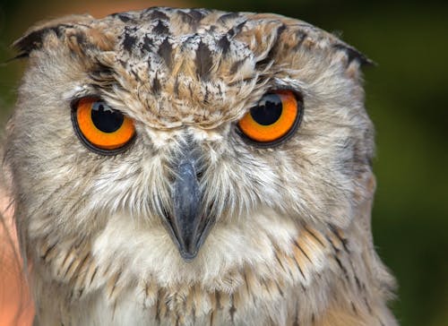 Close-Up of an Owl 