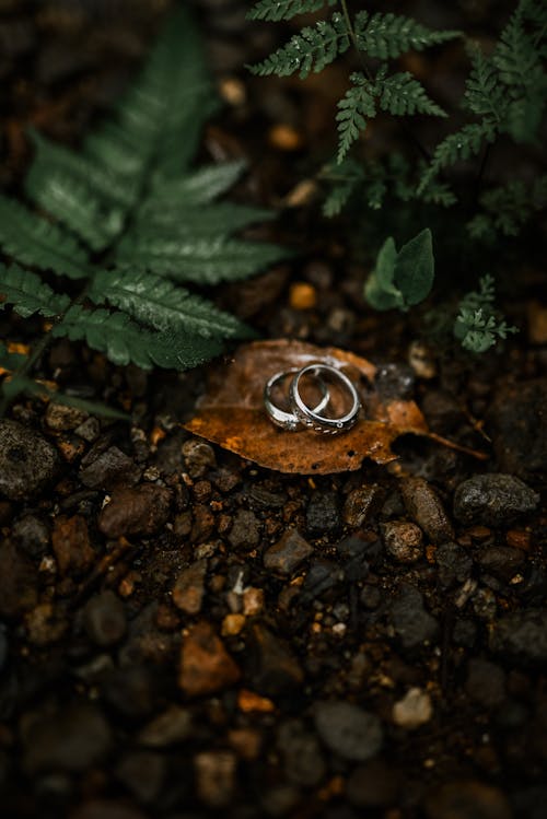 Free Silver Diamond Ring on Green Leaves Stock Photo