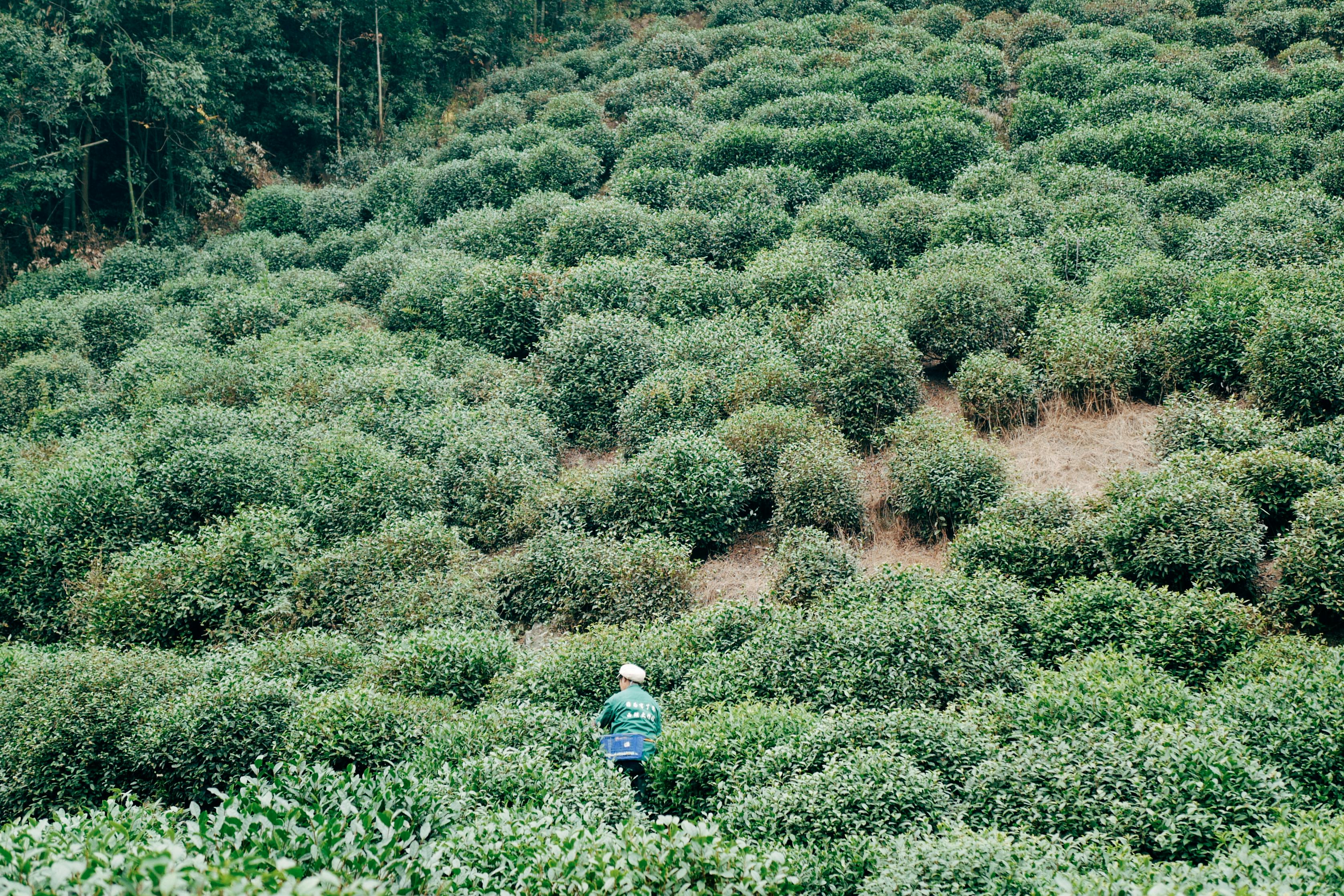 A worker navigating rows of lush green tea plants in a serene, rural setting.