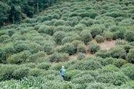 Person Working in Orchard