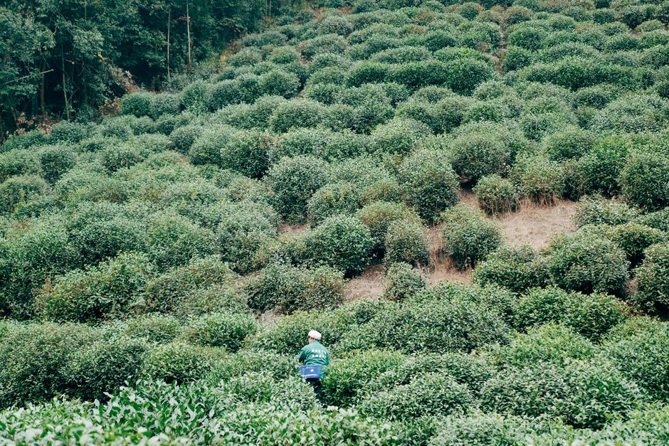 A worker navigating rows of lush green tea plants in a serene, rural setting.