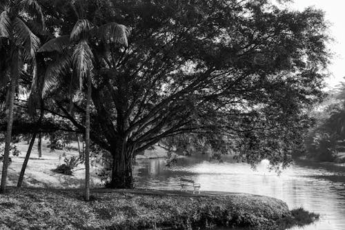 A Grayscale Photo of Trees Near the Body of Water