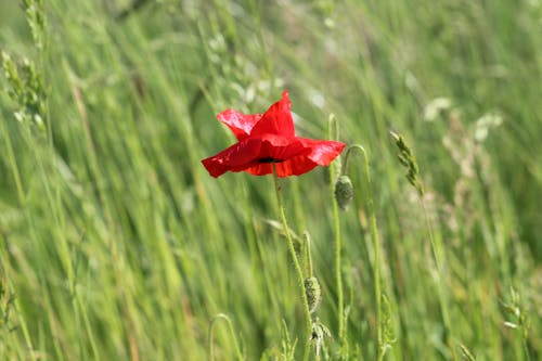 Darmowe zdjęcie z galerii z flora, fotografia kwiatowa, kwiat maku