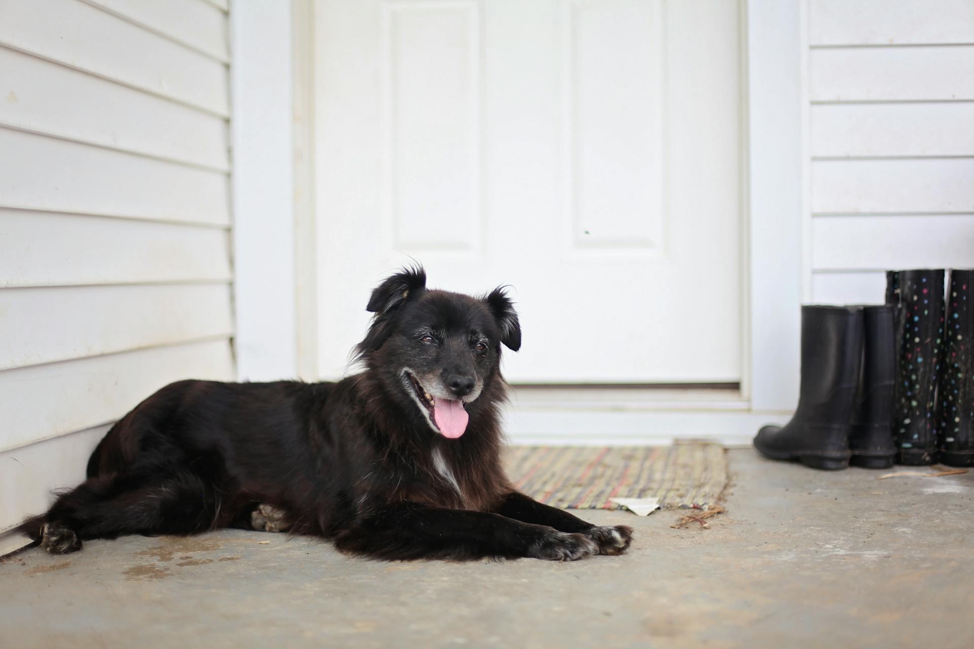 Medium-coated Black Dog Lying on Floor Near Door