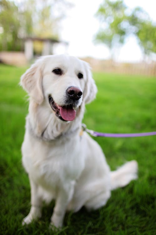 çimlerin üzerinde Oturan Yetişkin Cream Retriever