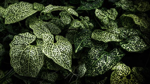 Plants of Green and White Leaves 