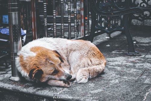 Foto profissional grátis de cão do sono