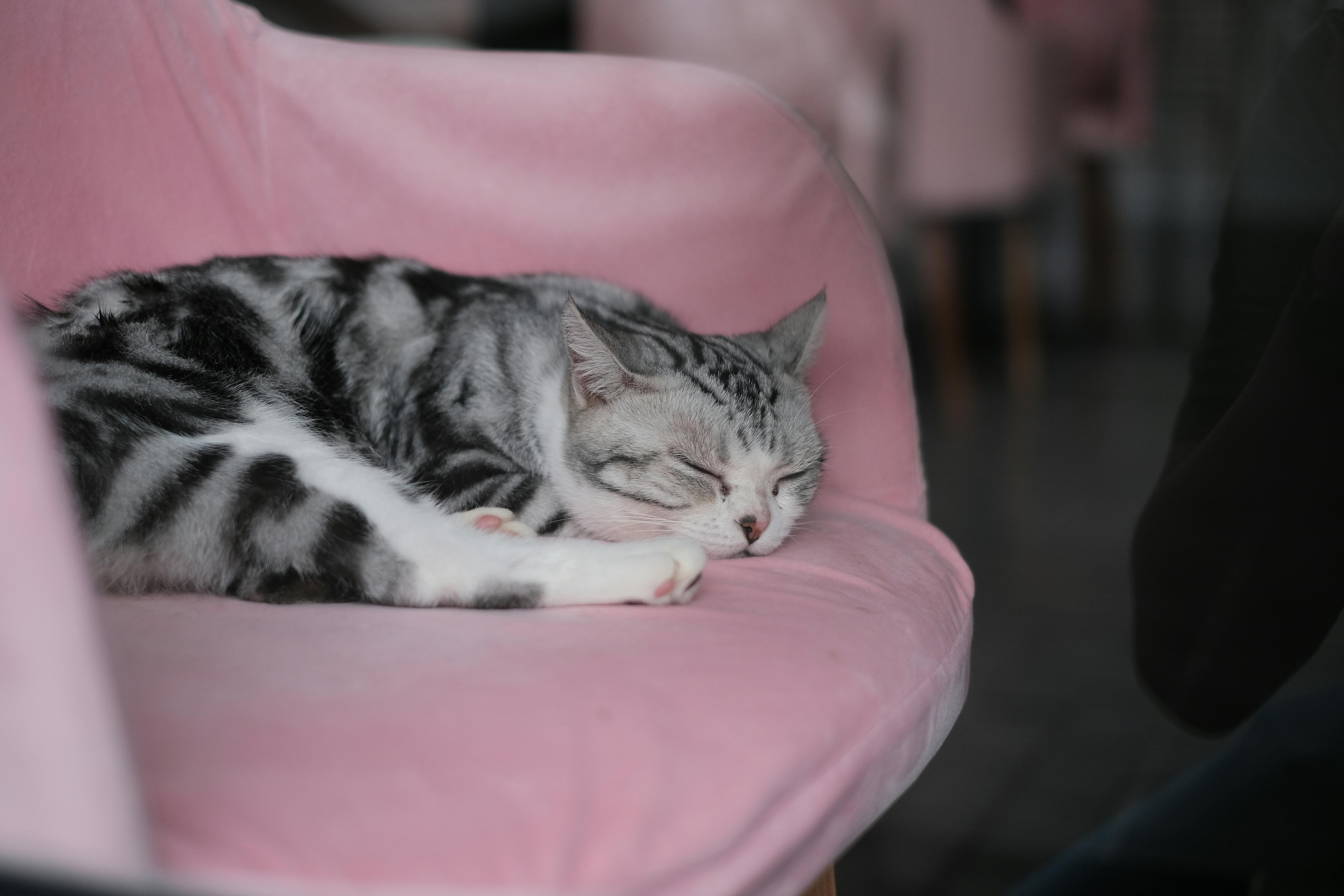 Cat Sleeping on Chair · Free Stock Photo