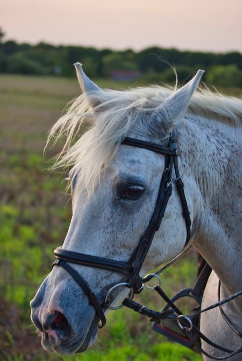 Free Muzzle of adorable purebred gray horse with bridle standing on green grassy meadow under sunset sky Stock Photo