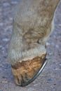 Horse with metal shoe standing on road