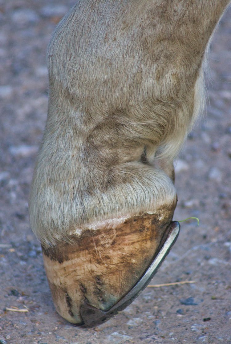 Horse With Metal Shoe Standing On Road