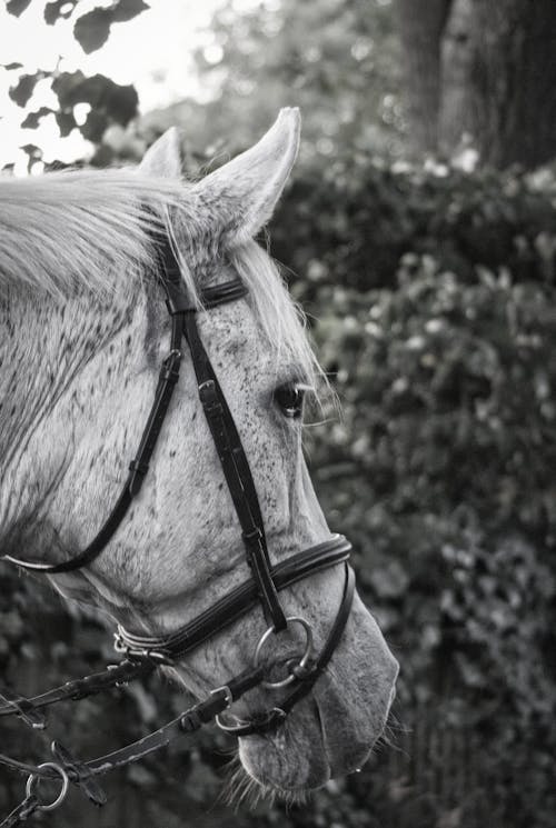 Black and white of muzzle of adorable purebred horse with bridle standing near lush trees on sunny day
