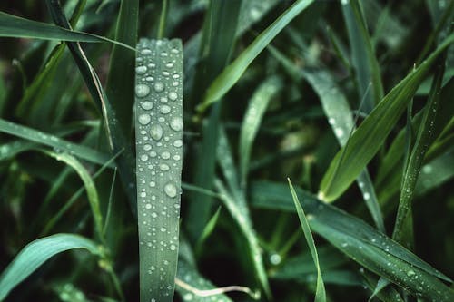 Free Water Drops on Green Grass Stock Photo