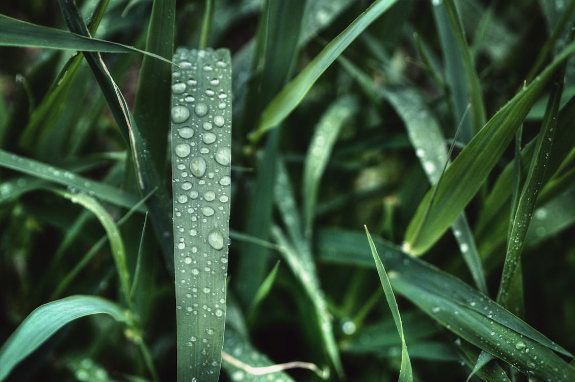 Free Water Drops on Green Grass Stock Photo