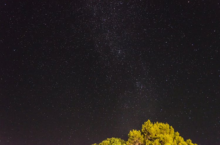 Green Tree Under Starry Night