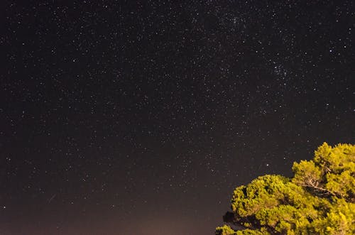 Δωρεάν στοκ φωτογραφιών με αστέρια, δέντρο, έναστρος ουρανός Φωτογραφία από στοκ φωτογραφιών