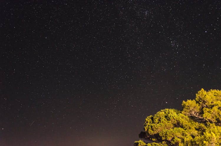 Green Tree Under Starry Night Sky