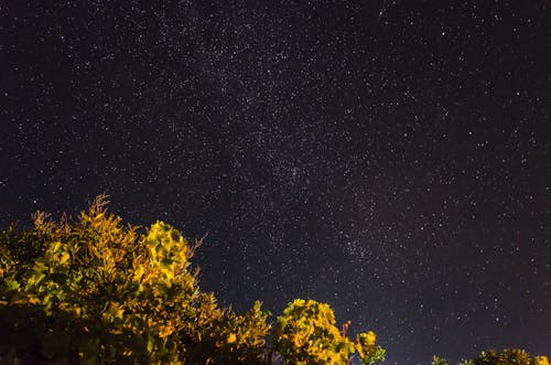 Free Green Trees Under a Starry Dark Sky Stock Photo