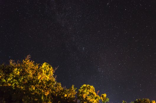 在希腊拍摄的广阔星空下，是生动的树叶
