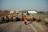 Ethnic boy on road with herd of sheep