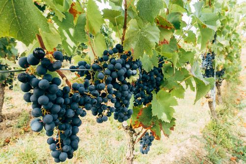Free Close-up of ripe grapes in a vineyard in Mainz, Germany during summer. Stock Photo