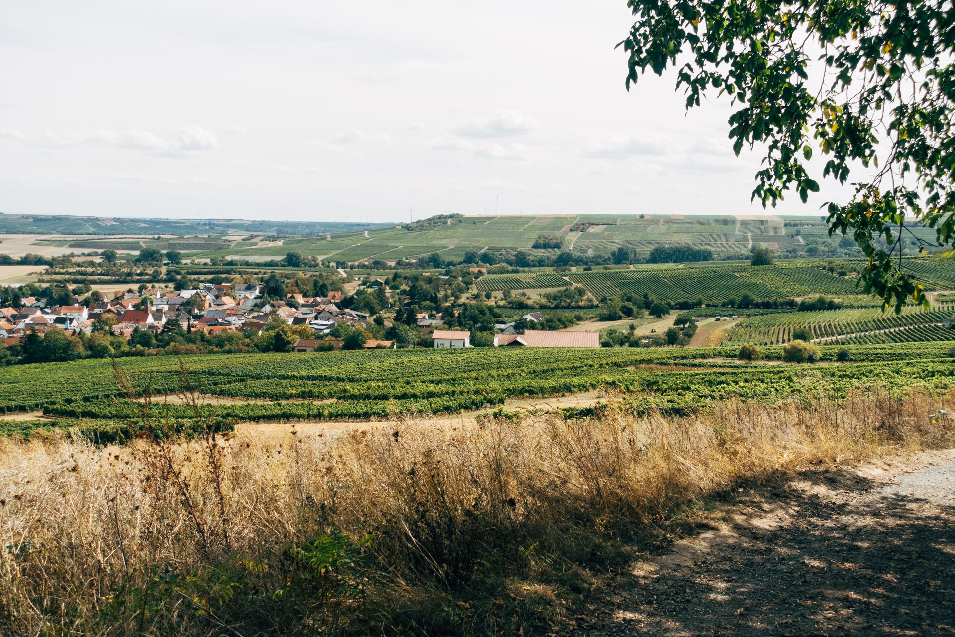 A beautiful view of vineyards and a town in Ingelheim am Rhein, Germany during summer.