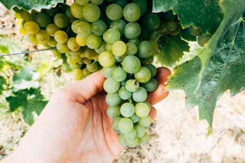 Безкоштовне стокове фото на тему «винний завод, виноград, виноградарство»