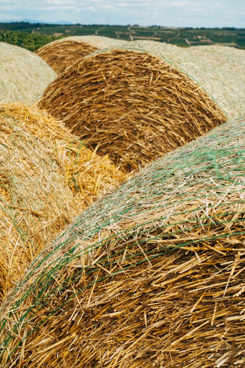 Brown Hay Rolls Covered with Green Net