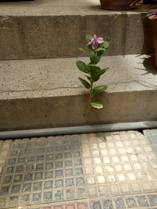 Free stock photo of everythingispossible, faith, flower Stock Photo