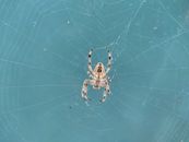 Detailed close-up image of a spider sitting on its web against a blue background.