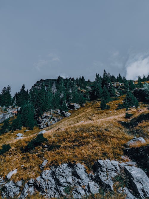 Photos gratuites de à couper le souffle, à feuilles persistantes, altitude