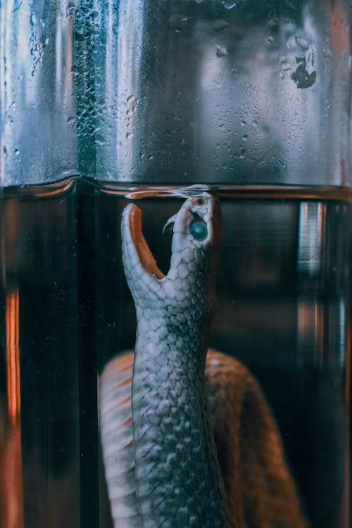 Embalmed scary harmful snake in glass bottle