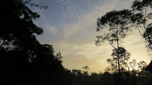 Free stock photo of africa, kibale, kibale forest