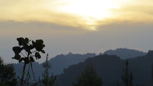 Free stock photo of africa, bwindi impenetrable, rainforest