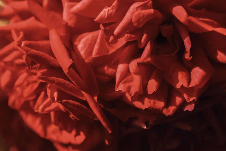 Closeup of vivid red lush flower with fragile petals in sunny summer garden