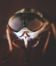 Close up of Fly Head