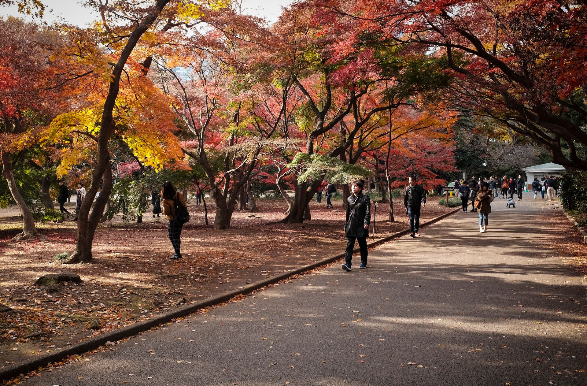 People enjoy a stroll through a picturesque Tokyo park with vibrant autumn foliage.