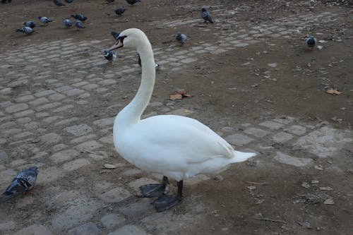 Free stock photo of animal, bird, goose