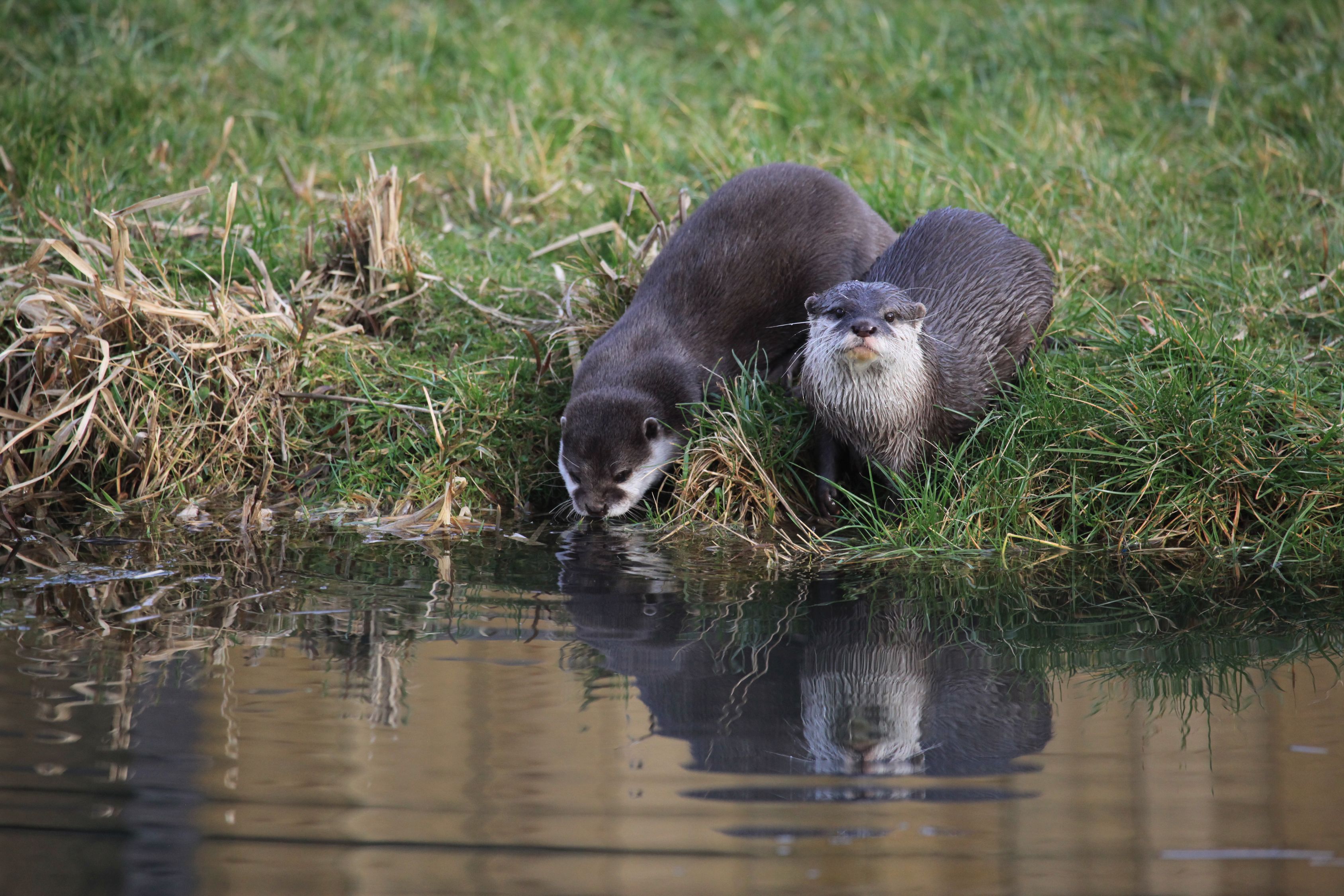 Otters Drinking Water From River Free Stock Photo otters-drinking-water-from-river-free-stock-photo