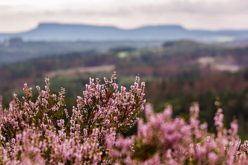 Δωρεάν στοκ φωτογραφιών με calluna vulgaris, heathland, αειθαλής