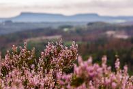 Calluna vulgaris blooming in field