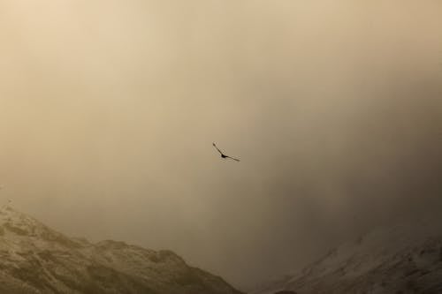 Wild bird soaring above rocky mountains covered with snow in clouds in daytime